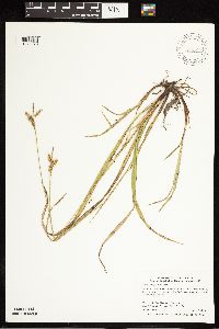 Carex castanea image
