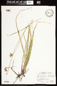 Carex castanea image