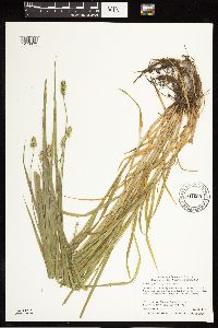 Carex cephaloidea image
