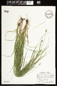 Carex cephalophora image