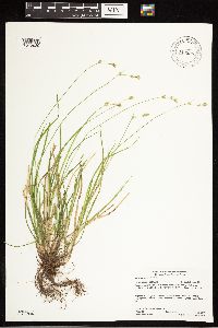 Carex deweyana image