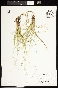 Carex deweyana image