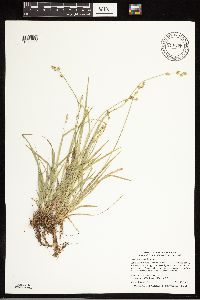 Carex deweyana image