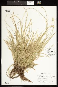 Carex deweyana image