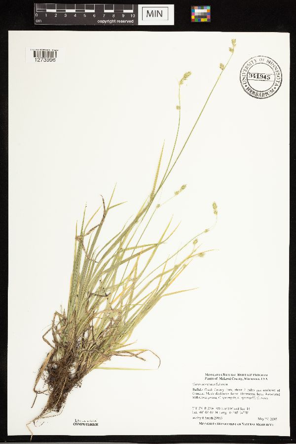 Carex deweyana image