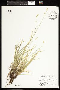 Carex deweyana image