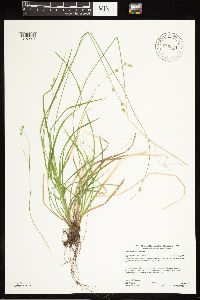 Carex deweyana image