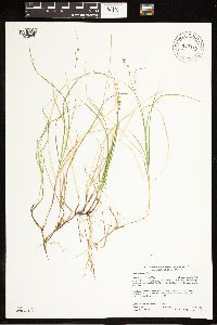 Carex disperma image