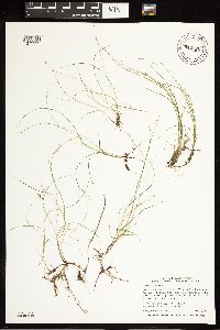 Carex disperma image