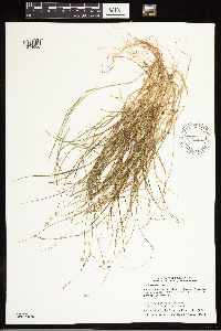Carex disperma image
