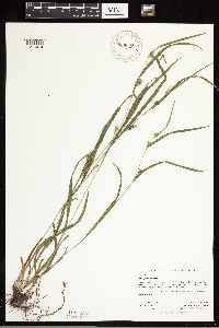 Carex grisea image