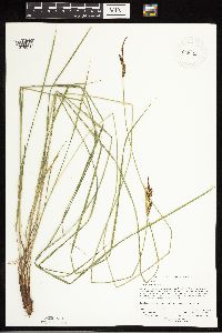 Carex haydenii image