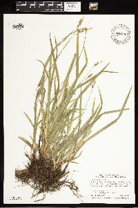 Carex hirtifolia image