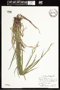 Carex hirtifolia image