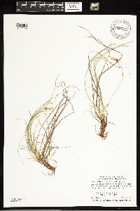 Carex inops image