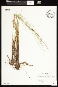 Carex lasiocarpa image