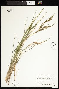 Carex lenticularis image