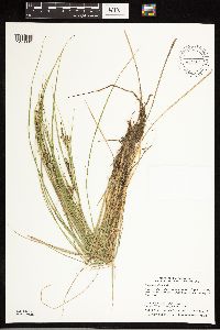 Carex lenticularis image
