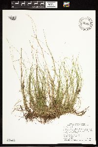 Carex leptalea image