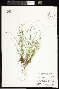 Carex leptalea image