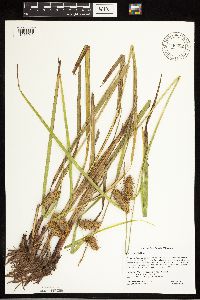 Carex lurida image