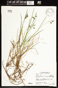 Carex magellanica image