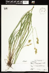 Carex merritt-fernaldii image