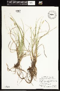 Carex muehlenbergii image