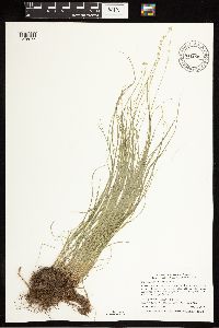 Carex radiata image