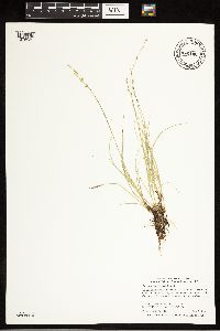Carex radiata image