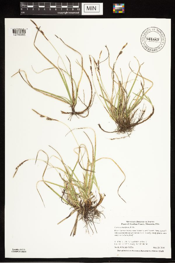 Carex richardsonii image