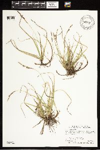 Carex richardsonii image