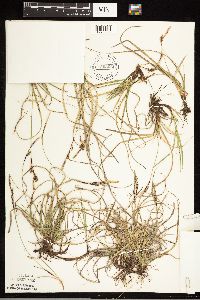 Carex richardsonii image