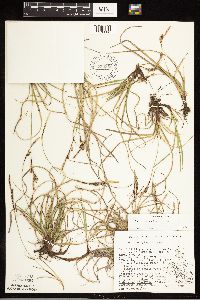Carex richardsonii image