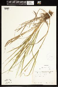 Carex scoparia image