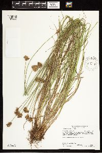 Carex scoparia image