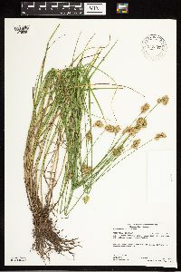 Carex scoparia image