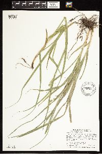 Carex sparganioides image
