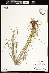 Carex sprengelii image