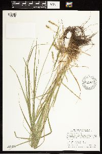 Carex sprengelii image