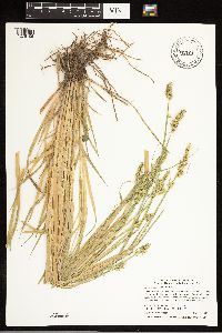 Carex stipata image