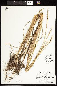 Carex stipata image