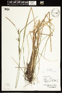Carex stricta image