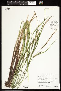Carex stricta image