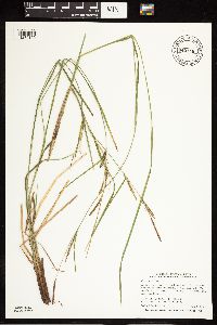 Carex stricta image