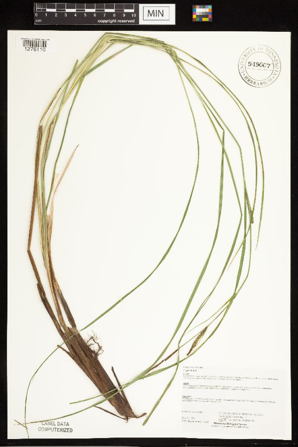 Carex stricta image