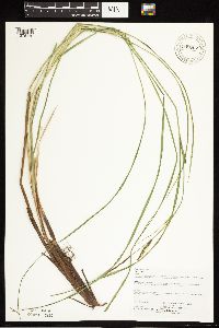 Carex stricta image