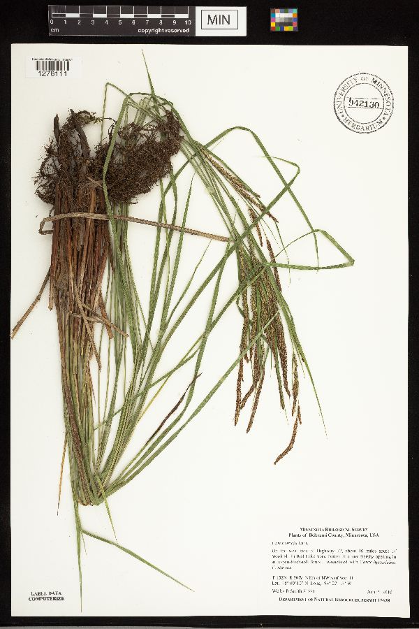 Carex stricta image