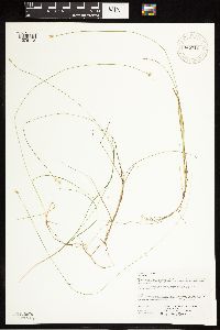 Carex tenuiflora image