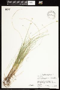 Carex tenuiflora image